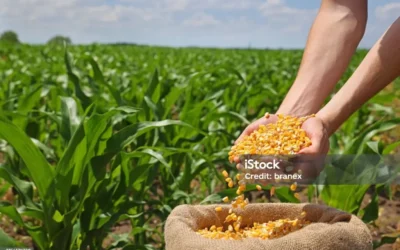 “Un sistema seguro de comercialización para el maíz en Sinaloa”: Rocha Moya.