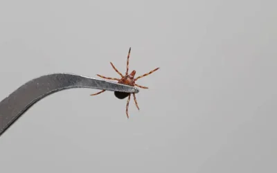 Se está a tiempo para iniciar con los cuidados de prevención ante rickettsiosis: Hospital Pediátrico 