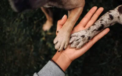 Hace falta mayor conciencia en el correcto cuidado de mascotas a pesar de los avances recientes: Amigos Animalistas