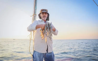 A partir del 3 de marzo inicia veda del camarón en el Pacífico: Sinaloa reporta casi 8 mil toneladas: