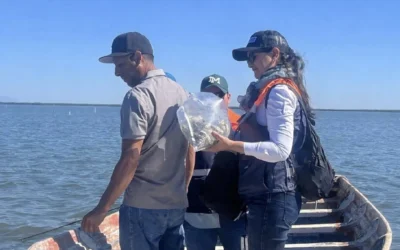 Tras confirmarse niveles seguros en moluscos bivalvos, se levanta medida precautoria en Bahía La Lechuguilla.