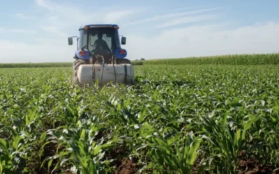 Paga agricultura más de mil 800 MDP a las y los productores de maíz blanco y amarillo .