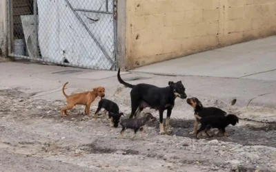 Aumenta abandono de animales en Culiacán pese a campañas de esterilización