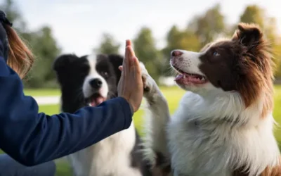 Las guarderías son recomendables para mascotas sociables, debiendo ser fiables para evitar maltratos: Amigos Animalistas