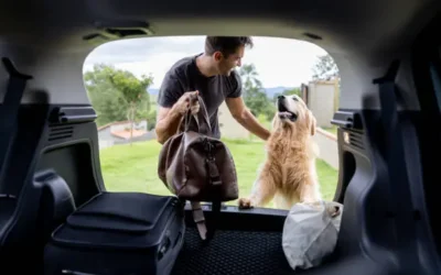 Por vacaciones no se puede dejar a las mascotas solas en casa, debiendo seguir recomendaciones: Amigos Animalistas