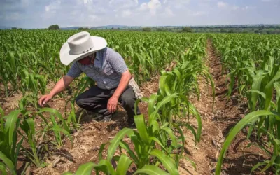 Productores ven con confianza compromiso de Sheinbaum para priorizar maíz sinaloense