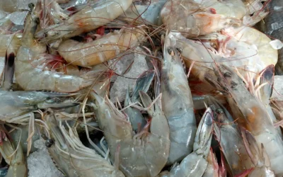 Pescadores del Jitzamuri quedan «al día» tras inicio de veda; solicitan el Bienpesca