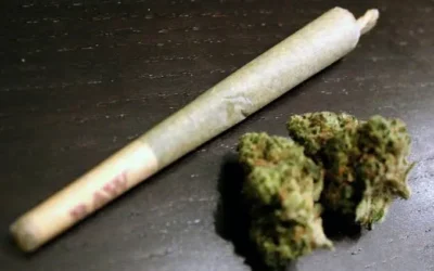 Marihuana sigue como principal droga de impacto en jóvenes de Sinaloa: CIJ Culiacán