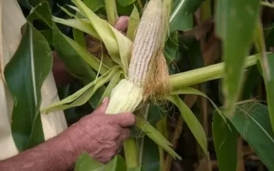 Acuerdo por el maíz abre ruta de comercialización para productores sinaloenses