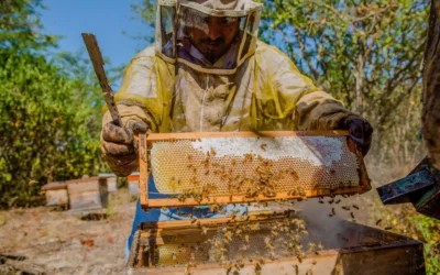 Apoyos municipales reactivan al sector apícola de Culiacán