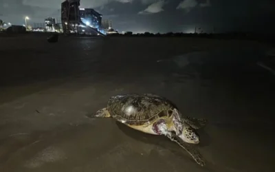 Pemex destina 35 mdp a pescadores tras derrame en el Golfo; van 128 toneladas de crudo recolectadas