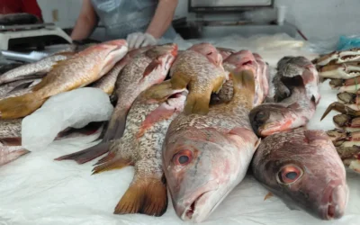 Pese al alza en el diésel, se mantienen los precios del marisco en Los Mochis