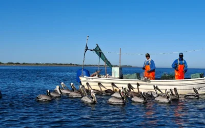 ¿Cuánto cuesta visitar al «Pechocho»? Síndico revela tarifas y atractivos del recorrido completo en Topolobampo.