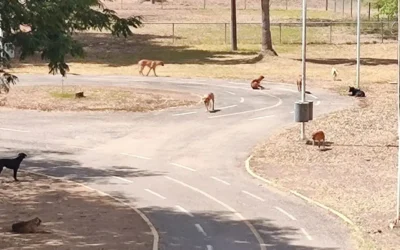 Piden mayor conciencia ante presencia de fauna silvestre en zonas urbanas de Culiacán