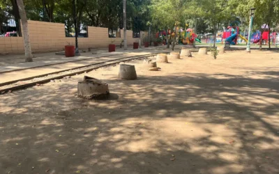 Talan más de 30 palmas en el Parque Hernándo de Villafañe por riesgo a visitantes