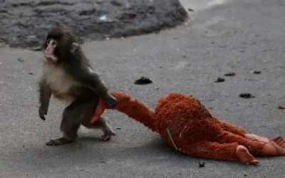 El changuito ‘Punch’ se vuelve cada vez más sociable y usa cada vez menos su peluche