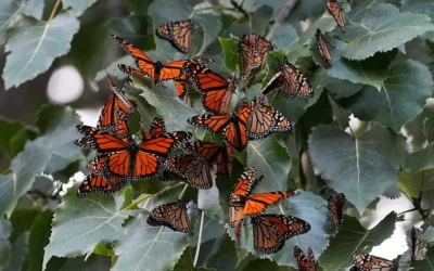 Gobierno de México busca proteger a la mariposa monarca