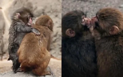 Monito Punch ya tiene novia: Aiko, la macaca que ahora lo acompaña