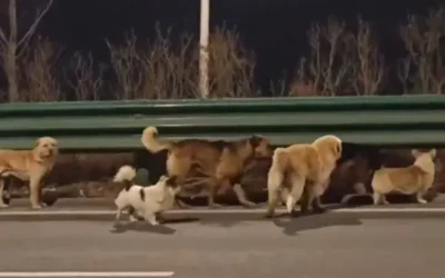 Siete perros escapan de un mercado de carne en China y caminan 16 kilómetros para volver a casa