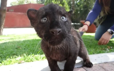 Pantera escapa de finca en Aguascalientes; Profepa despliega operativo