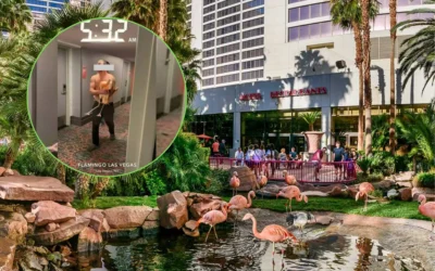 Arrestaron a un turista por robar un flamenco y torturarlo en un hotel casino en Las Vegas