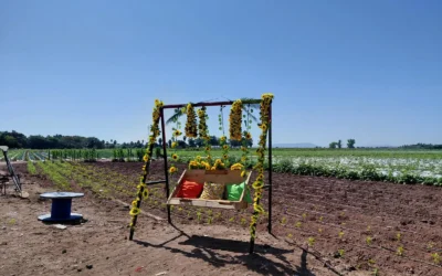 La Ruta del Girasol en Ahome: Naturaleza, gastronomía y aventura en un solo lugar