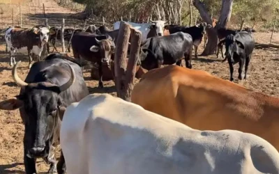 Al menos el 50 por ciento de los ganaderos en Mazatlán ordeña todavía de manera manual