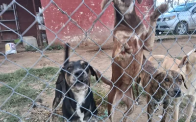 Con el calor, repunta el maltrato animal, ya que los dejan a la intemperie y sin sombra: Ecología