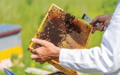 Arranca temporada de cosecha de miel en Culiacán con expectativas positivas para apicultores