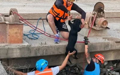 ¡Vida es vida! Bomberos de Guasave rescatan a perro atrapado en canal