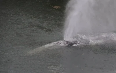 Murió ballena gris que nadó 32 kilómetros río arriba en Washington; habría fallecido de hambre